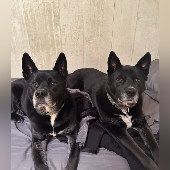 The Birch Branch Flyer - Picture 5 of 10